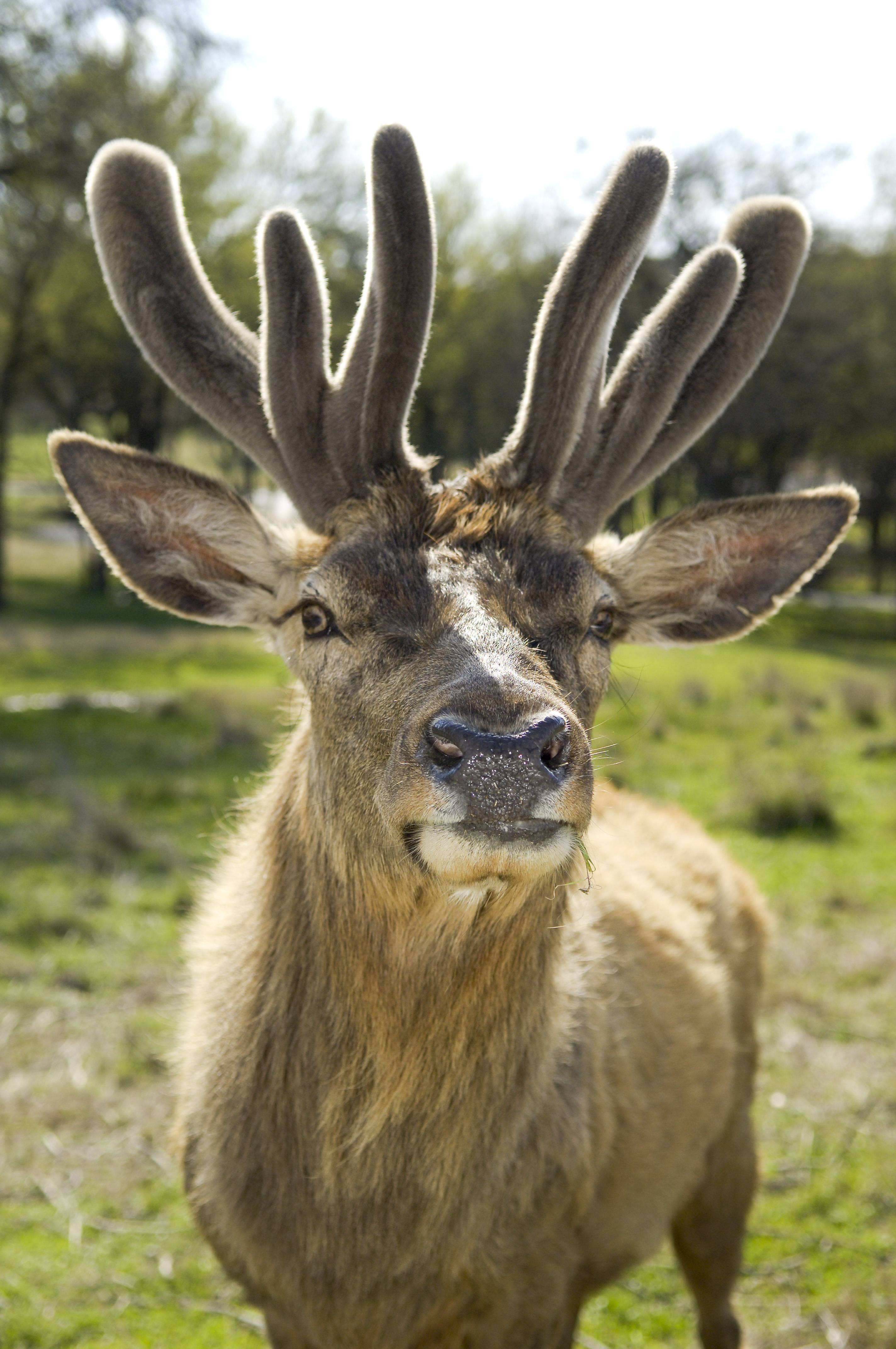 Antlers vs. Horns - Fossil Rim Wildlife Center