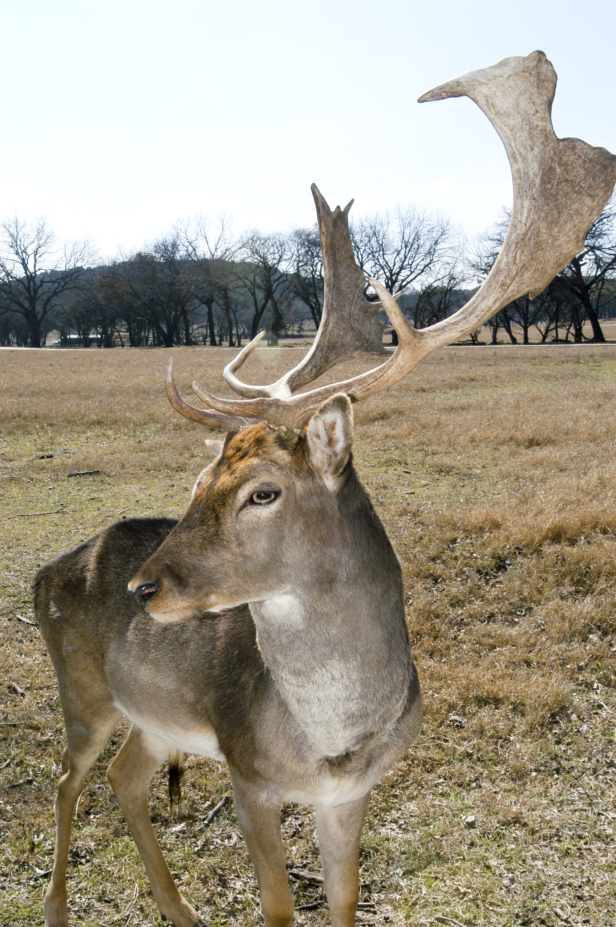 Antlers vs. Horns | Words On Wildlife