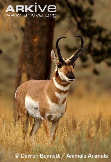 Pronghorn-buck