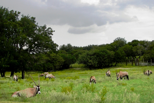 Gemsbok herd