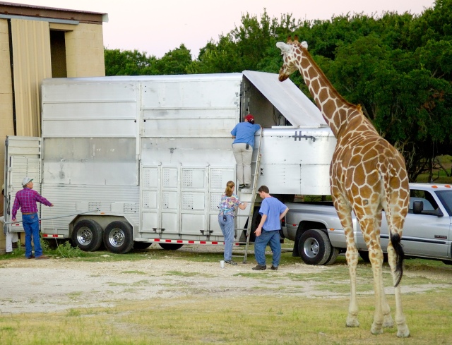 Giraffe Trailer