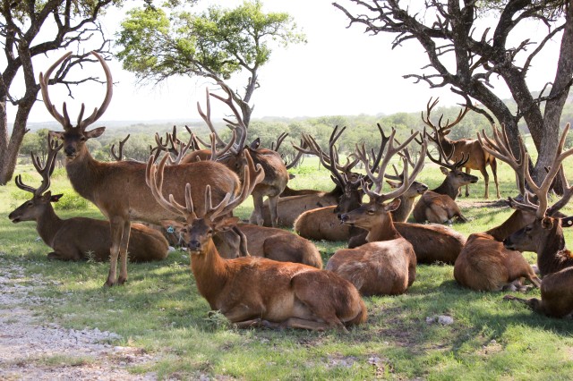Red Deer males in velvet