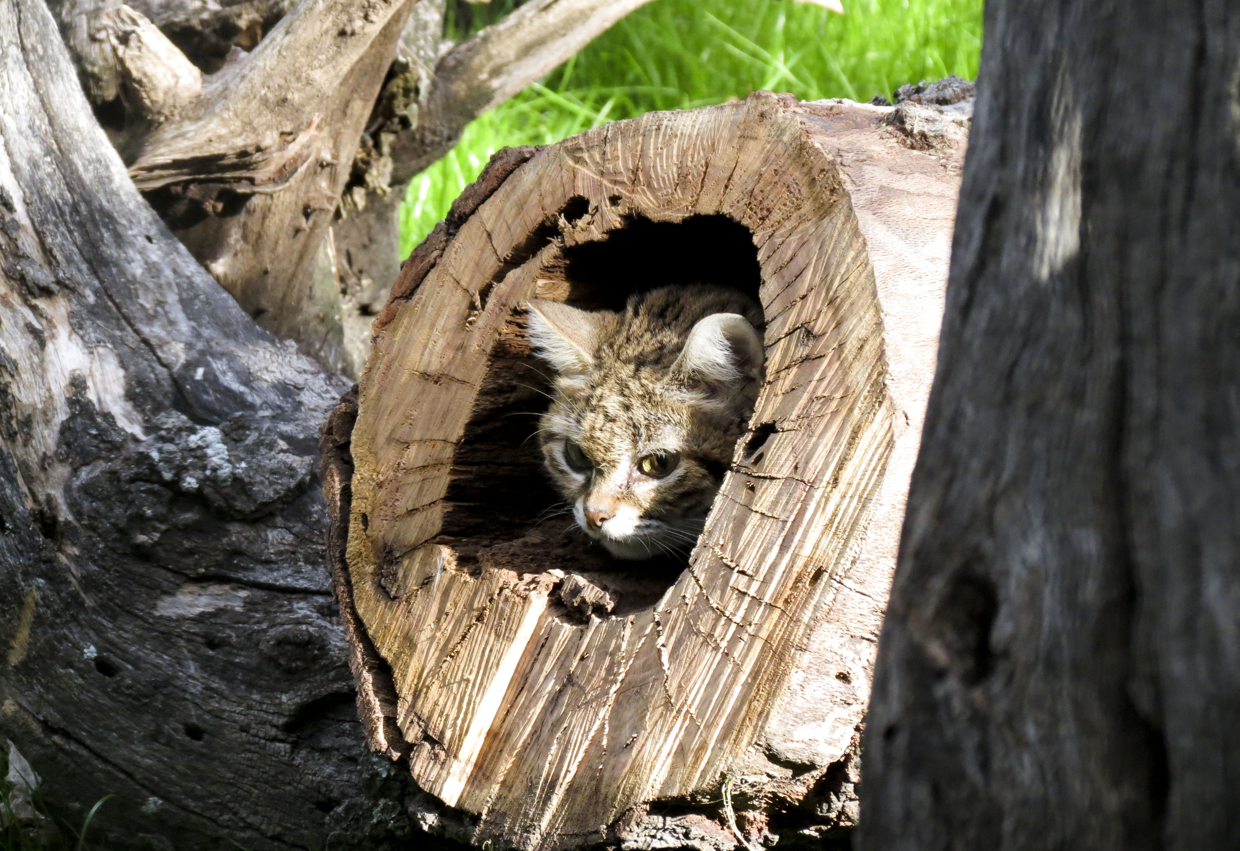 Остров диких котов. Найди дикую кошку. Black-Footed Cat in the hole. Solitary animals. Animal shelter natural choice