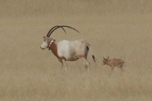 oryx-calf
